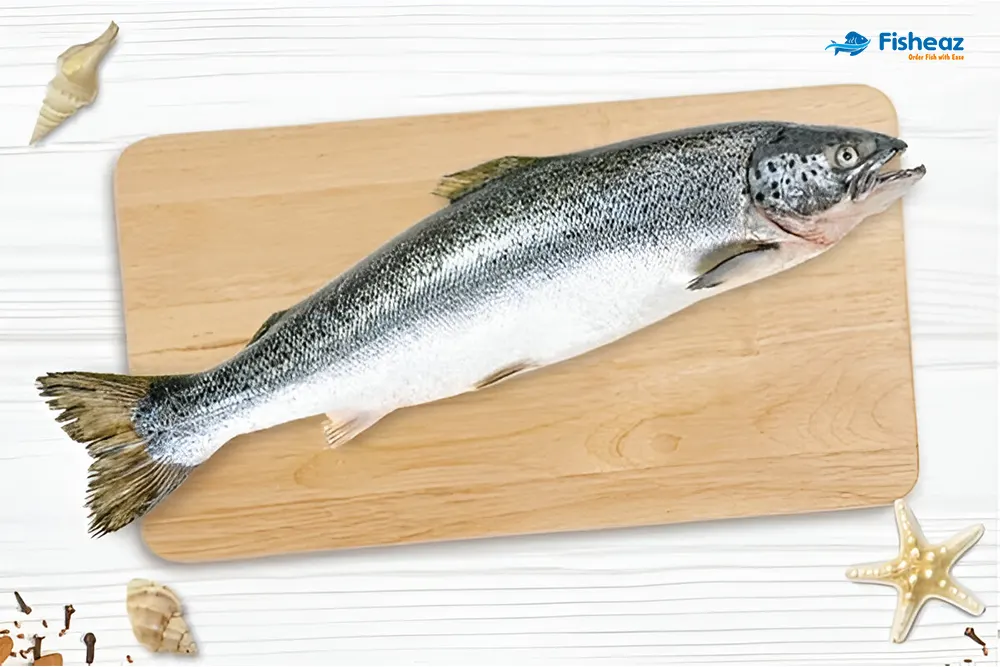 Atlantic Salmon - Whole